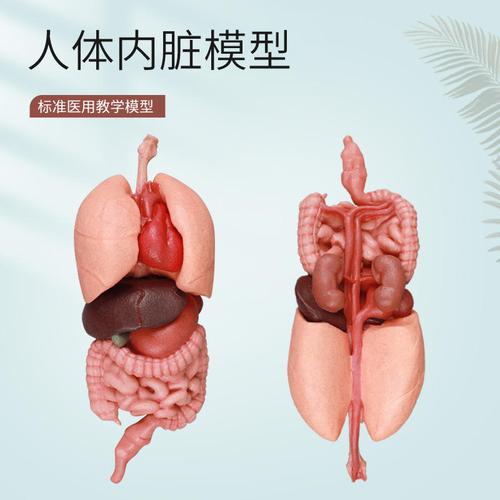医药教学器材今日价格行情查询-高级cpr急救训练模型模拟人